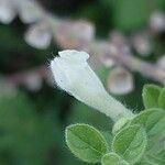 Scutellaria altissima Blodyn