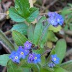 Myosotis sylvatica Květ