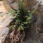 Asplenium septentrionale Blad