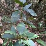 Hedyosmum bonplandianum Blatt