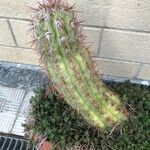 Oreocereus trollii Kabuk
