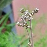 Asparagus tenuifolius Çiçek