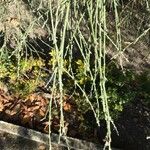 Cytisus multiflorus Leaf