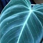 Philodendron melanochrysum Fuelha