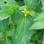 Synedrella nodiflora Flower