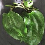 Smilax febrifuga Diğer