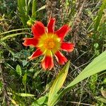 Dahlia coccinea Květ