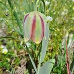Fritillaria gussichiae Flor