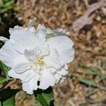 Hibiscus mutabilis ᱵᱟᱦᱟ