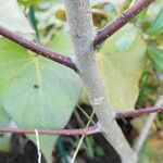 Ilex cassine Bark