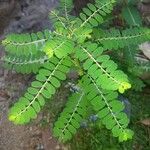 Phyllanthus amarus Blatt