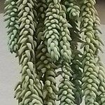 Sedum morganianum Fleur