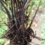 Thelypteris bergiana Άλλα
