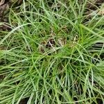 Carex umbrosa पत्ता