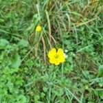 Ranunculus macrophyllus Flower