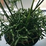 Rhipsalis cereusculaᱥᱟᱠᱟᱢ