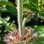 Clinopodium vulgare Bark