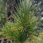 Sciadopitys verticillata Folha