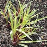 Carex microglochin ഇല