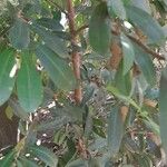 Syzygium paniculatum Листок