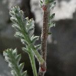 Achillea barrelieri Лист