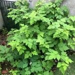 Rubus occidentalis Yaprak