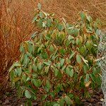 Rhododendron campanulatum Hábitos