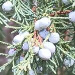 Juniperus scopulorum Фрукт
