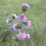 Liatris squarrosa Elinympäristö