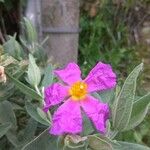 Cistus albidus花