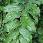 Polygonatum odoratum Blad