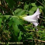 Calystegia × pulchra Άλλα