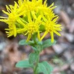 Solidago virgaureaKvet