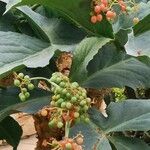 Cyphostemma juttae Fruto