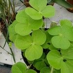 Oxalis bowiei