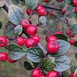 Cotoneaster dielsianus ഫലം