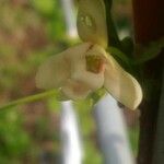 Schisandra chinensis Çiçek