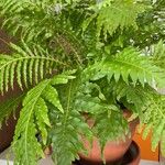 Blechnum brasiliense Fulla