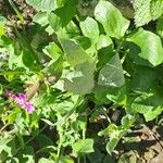 Pulmonaria officinalisFlor