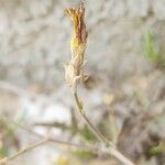 Launaea mucronata Fruit