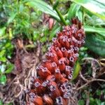 Nepenthes vieillardii ᱵᱟᱦᱟ