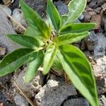 Cleome dodecandra List