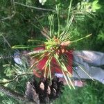 Pinus virginiana 花