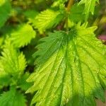 Urtica membranacea Листок