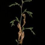 Nothofagus alpina Corteza