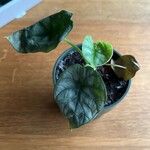 Alocasia baginda Лист