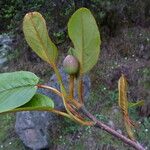Magnolia globosa Kvet