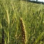 Triticum monococcum 果