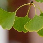 Ginkgo biloba Leaf
