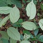 Diospyros onanae List